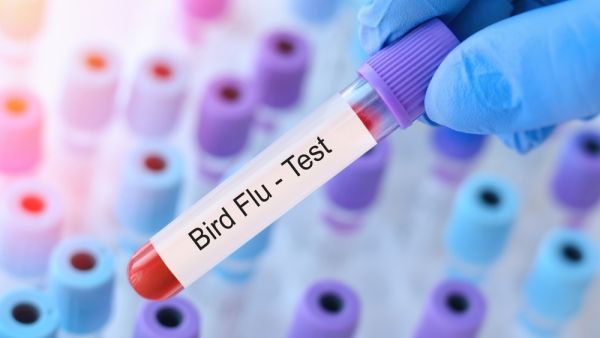 bird flu