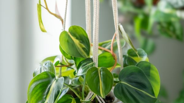 indoor plants