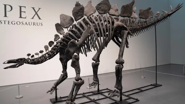 Apex, the largest stegosaurus fossil of a dinosaur, was sold for $44.6 million