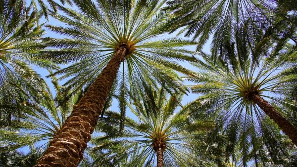 Saudi investor processes transformative products from palm waste