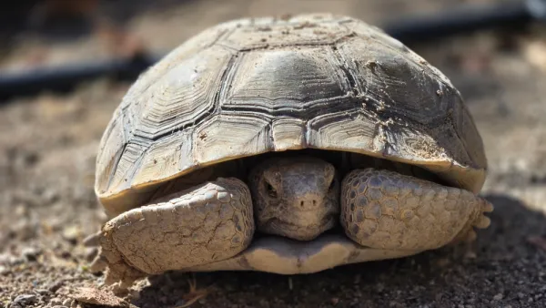 tortoise 
