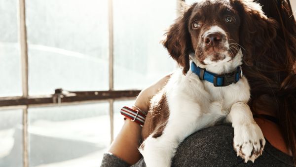 Dog 