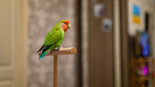 Guinness World Record