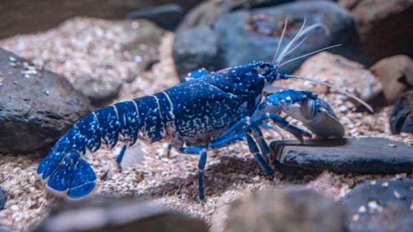 lobster