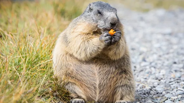 marmot