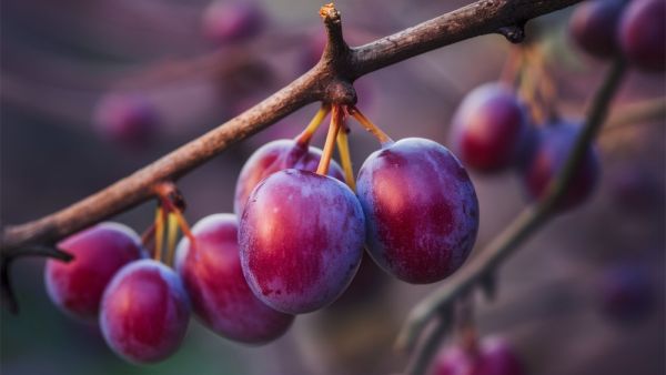 plum 
