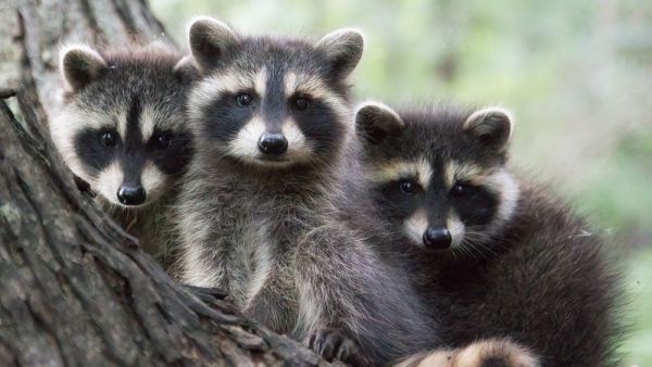 raccoons 