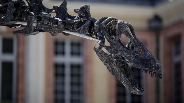 Apatosaurus dinosaur skeleton sells for over $6M at auction