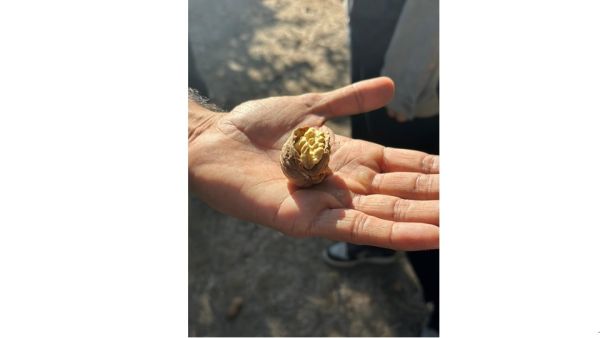 Demand for California walnuts is strong with early bookings for new crop already shipping to many global markets. California Walnut Crop Mid-Harvest Update