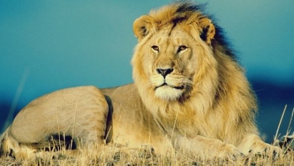 لحظة سقوط الأسد وتدحرجه على الأرض
