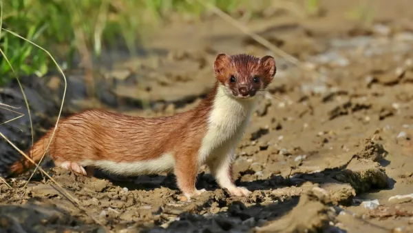 weasel