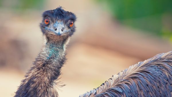emu