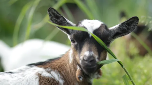 goats 