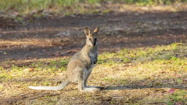 wallabies