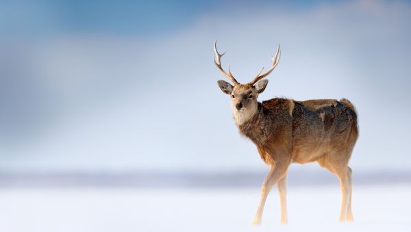 Deer