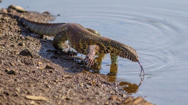 Nile monitor