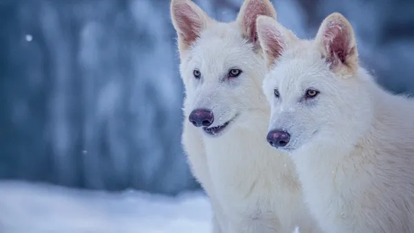 dire wolf