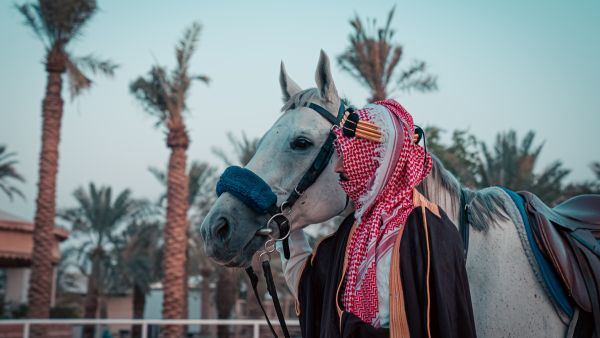 الديوان الملكي