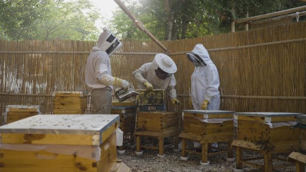 كيف تسهم تربية النحل في قطر في إرساء مستقبل أكثر استدامة؟