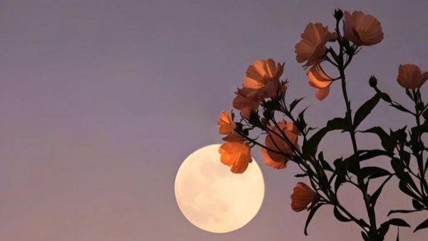 القمر البدر العملاق في برج الثور الترابي لشهر نوفمبر 2025