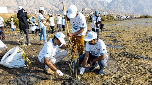 500  متطوع من أستر يزرعون 2000 شتلة من أشجار المانغروف (القرم) لإحياء ساحل رأس الخيمة احتفالاً باليوم الوطني لدولة الإمارات العربية المتحدة
