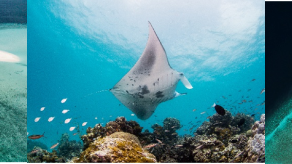Intercontinental Maldives Maamunagau Resort Announces Manta Retreat