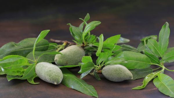 سلطة خفيفة وصحية باللوز الأخضر… مثالية لأيام الربيع