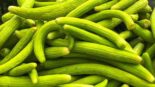 فوائد الفقوس لصحة الجهاز الهضمي والقولون