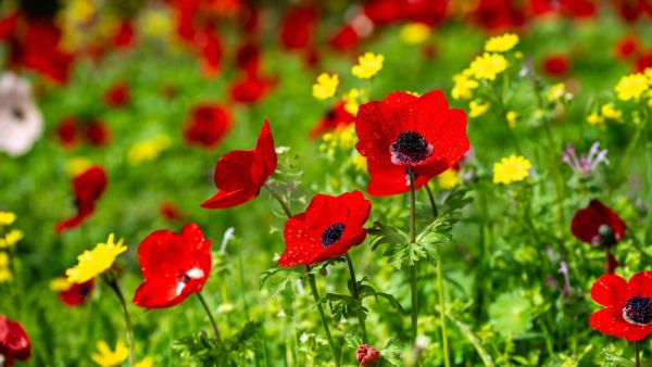 معلومات عن أزهار الدحنون