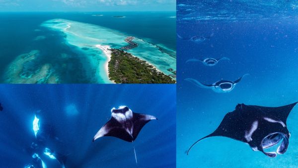 فورسيزونز المالديف في لاندا جيرافارو يكشف عن التواريخ المرتقبة لأكبر تجمعات أسماك المانتا لعامي 2026 و2027 