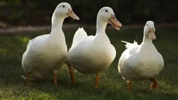 تفسير حلم ذبح البط