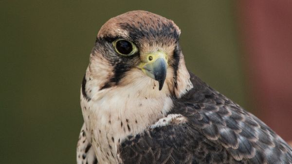تفسير رؤية الصقر في المنام