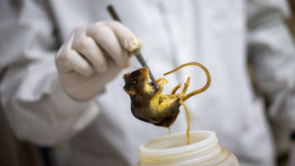 Italy investigates suspected hantavirus cases tied to international cruise ship outbreak