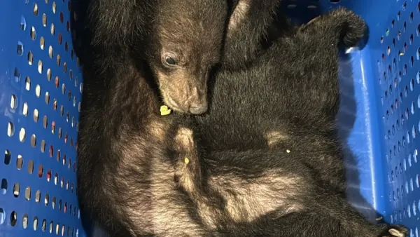 Dubai Customs intercepts rare wildlife smuggling attempt under CITES rules