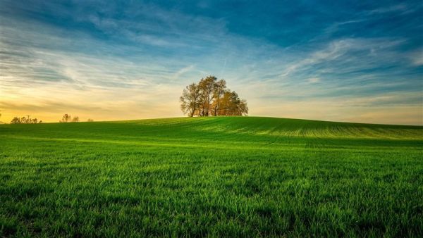 تفسير حلم رؤية الارض الخضراء أو الزراعية في المنام