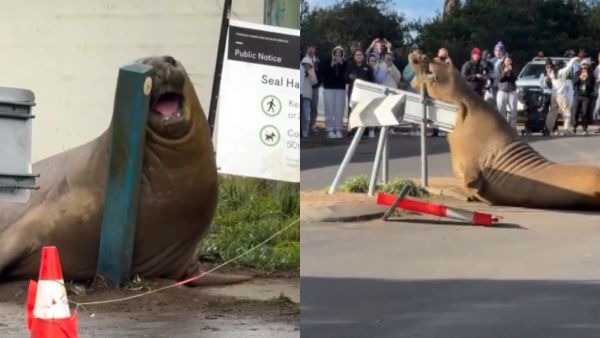 Neil the Seal