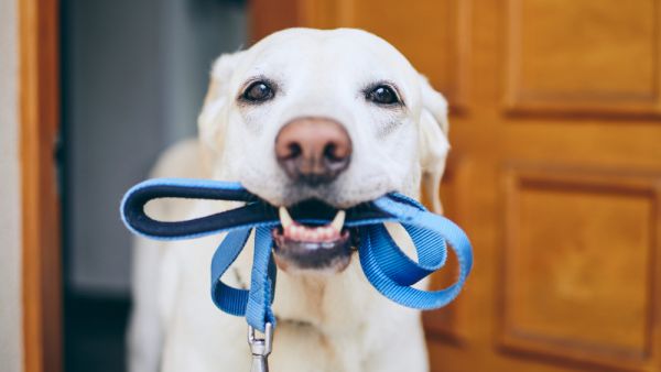 Dog waiting for a walk