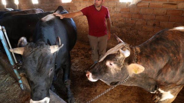 A shepherd operates by a sacrificial cow at a livestock market in the Akyurt county area of Ankara, Turkey on August 28. 2017. Shepherds have brought their animals to the market for Muslims' upcoming sacrificial festival Eid al-Adha. (AFP)