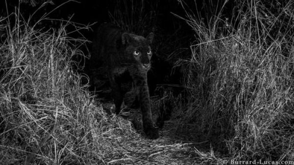 النمر الأسود (Will Burrard-Lucas's instagram)