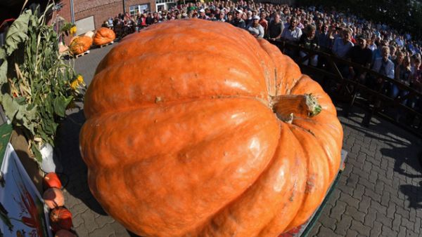 يقطينة- الصور من شينخوا