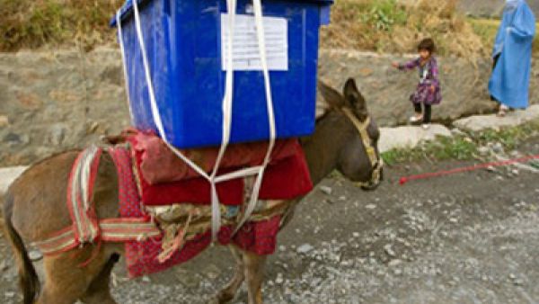 الحمار يخمل صندوق الانتخاب