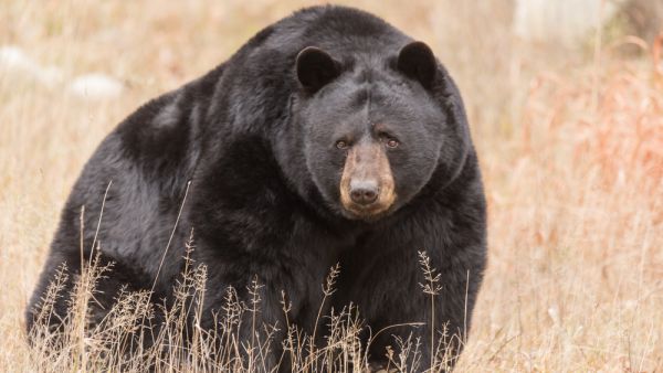 Black Bear (Shutterstock/File Photo)