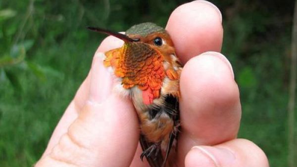 عصفور في يد