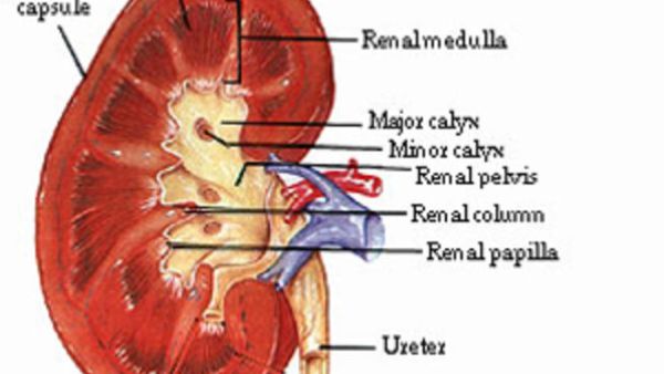 اخ يا كليتي