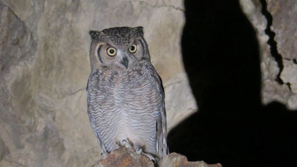 The Arabian Eagle Owl tends to live in open woodland, rocky hillsides with scattered thorny shrubs (WAM)