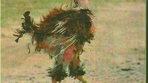 ديك