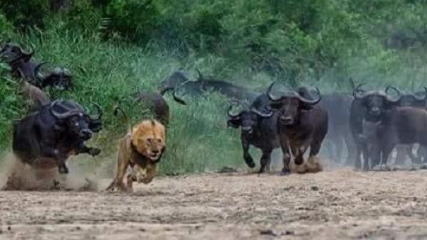 لعل فيه بعض العزاء