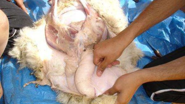 الخروف بعد ما حكى