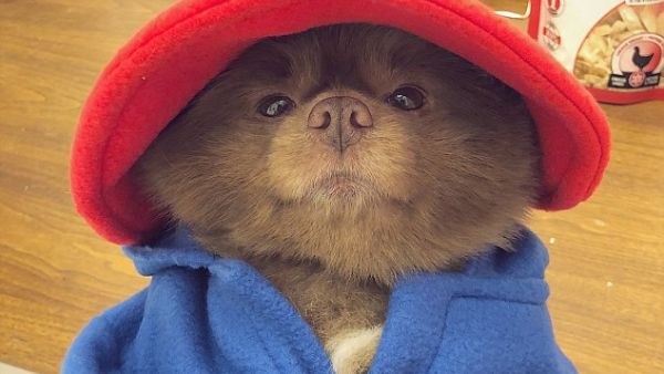 (bertiebertthepom/ Instagram)