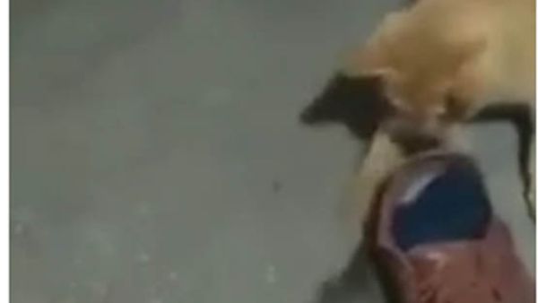 القط والفأر